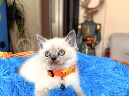 British Shorthair Bluepoint Ve Redpoint görsel