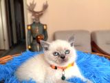 British Shorthair Bluepoint Ve Redpoint