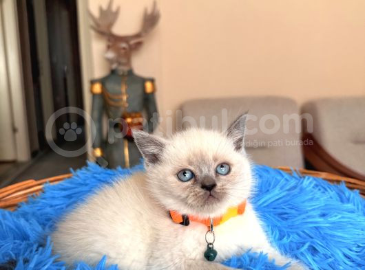 British Shorthair Bluepoint Ve Redpoint görsel