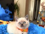 British Shorthair Bluepoint Ve Redpoint