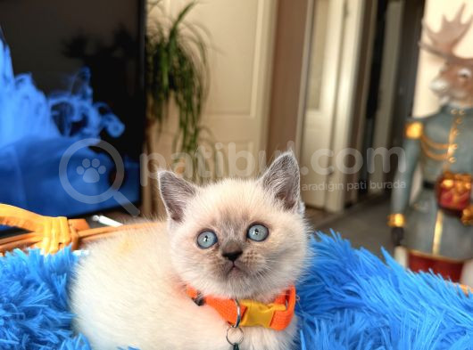 British Shorthair Bluepoint Ve Redpoint görsel