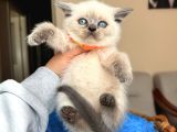 British Shorthair Bluepoint ve redpoint