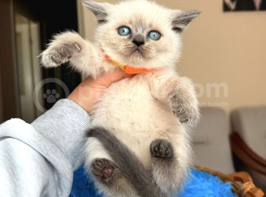 British Shorthair Bluepoint Ve Redpoint