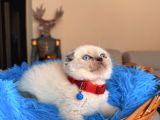 Scottish Fold Bluepoint Bebekler