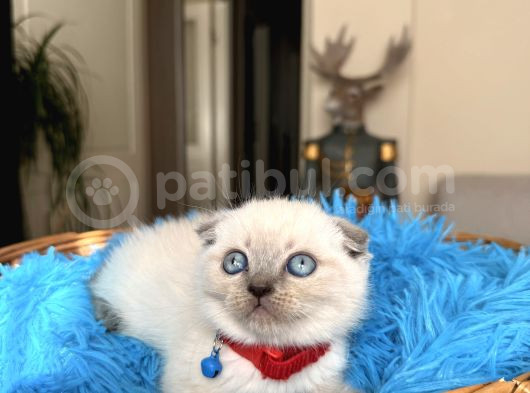Scottish Fold Bluepoint Bebekler görsel