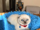 Scottish Fold Bluepoint Bebekler