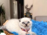 Scottish Fold Bluepoint Bebekler