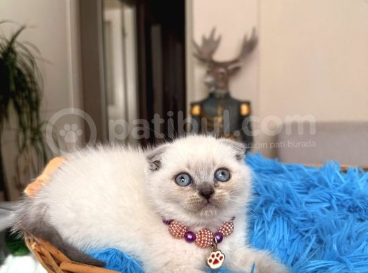 Scottish Fold Bluepoint Bebekler görsel