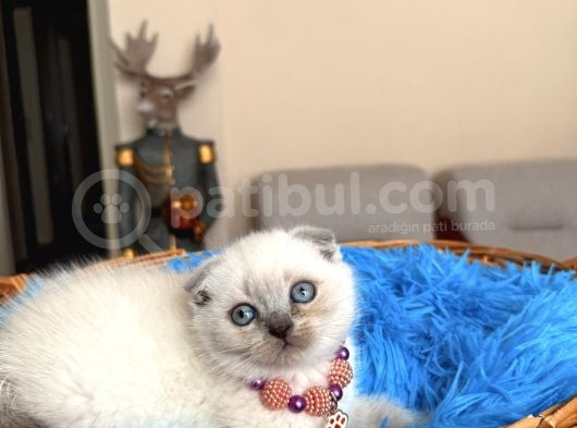 Scottish Fold Bluepoint Bebekler görsel