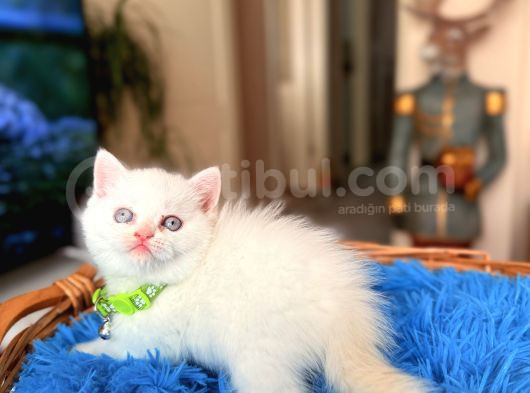 British Shorthair Bluepoint Ve Redpoint görsel