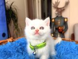 British Shorthair Bluepoint Ve Redpoint