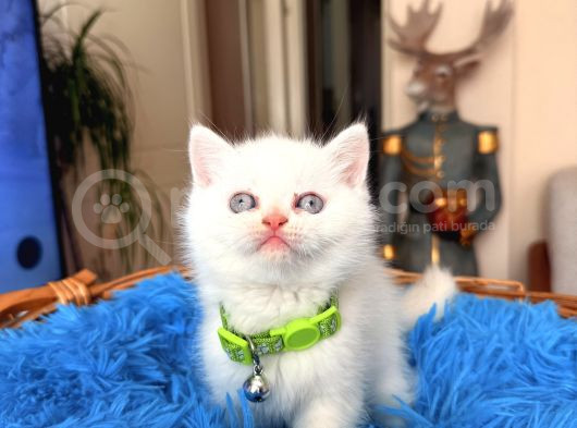 British Shorthair Bluepoint Ve Redpoint görsel