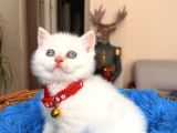 British Shorthair Bluepoint Ve Redpoint