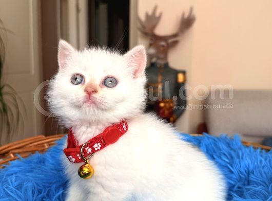 British Shorthair Bluepoint Ve Redpoint görsel