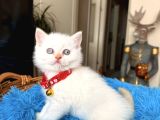 British Shorthair Bluepoint Ve Redpoint
