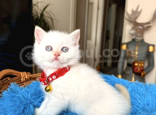 British Shorthair Bluepoint Ve Redpoint görsel