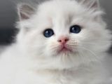 Nadir Kar Beyaz Ragdoll Yavrumuz