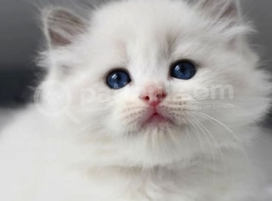 Nadir Kar Beyaz Ragdoll Yavrumuz