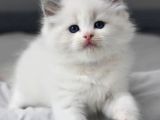 Nadir Kar Beyaz Ragdoll Yavrumuz