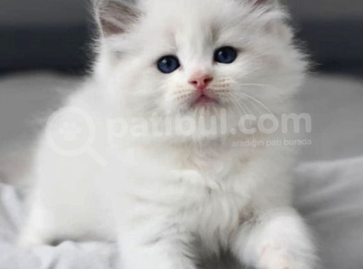 Nadir Kar Beyaz Ragdoll Yavrumuz görsel