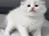 Nadir Kar Beyaz Ragdoll Yavrumuz