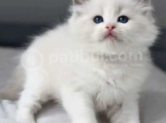 Nadir Kar Beyaz Ragdoll Yavrumuz görsel
