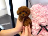 Efsana Toy Poodle Bebekler