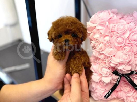 Efsana Toy Poodle Bebekler görsel