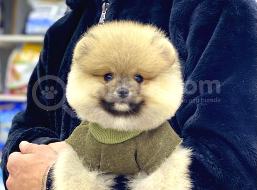 Teacup Pomerani̇an Boo Yavrular görsel