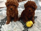 Toy Poodle Kilo Garanti̇li̇ Bebekleri̇mi̇z