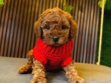 Toy Poodle Orji̇nal Safkan
