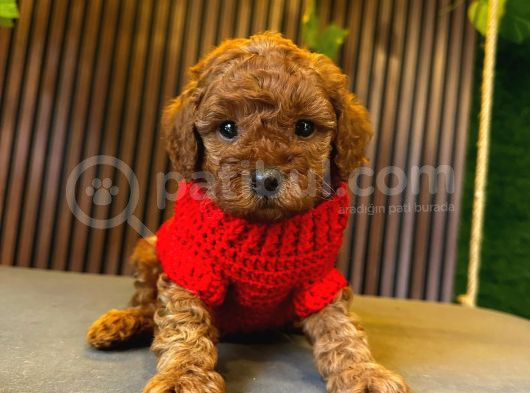 Toy Poodle Orji̇nal Safkan görsel
