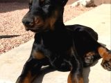 Önünde Düğme İli̇kletecek Doberman