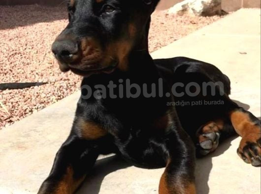 Önünde Düğme İli̇kletecek Doberman görsel