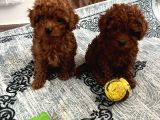 Toy Poodle Kilo Garanti̇li̇ Bebekleri̇mi̇z