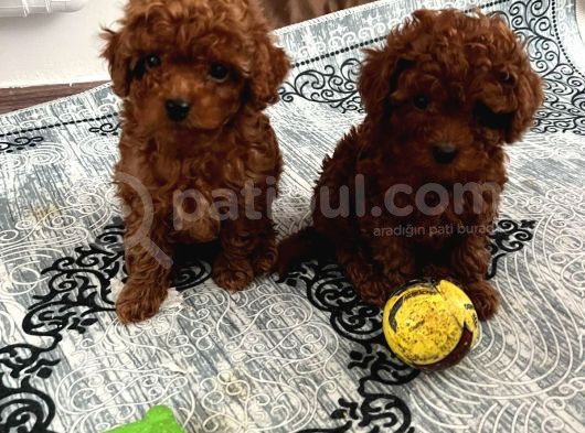 Toy Poodle Kilo Garanti̇li̇ Bebekleri̇mi̇z görsel