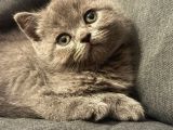 british shorthair