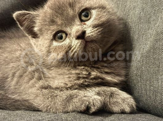 British Shorthair