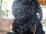 Erkek  Orjinal Toy Poodle Yavrumuz