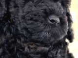 Erkek  Orjinal toy poodle yavrumuz