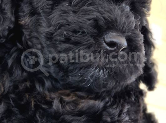 Erkek  Orjinal Toy Poodle Yavrumuz