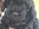Erkek  Orjinal Toy Poodle Yavrumuz