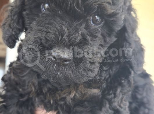 Erkek  Orjinal Toy Poodle Yavrumuz görsel