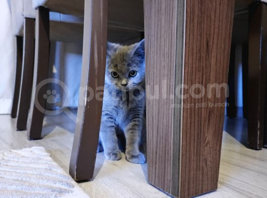 British Shorthair görsel