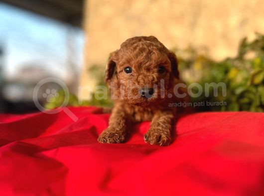 Sağlık Irk Garantili Toy Poodle görsel