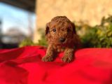 Sağlık Irk Garantili Toy Poodle