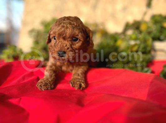 Sağlık Irk Garantili Toy Poodle görsel