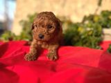 Sağlık ırk garantili toy poodle