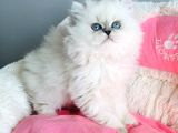 Maviş point british longhair bebeklerim