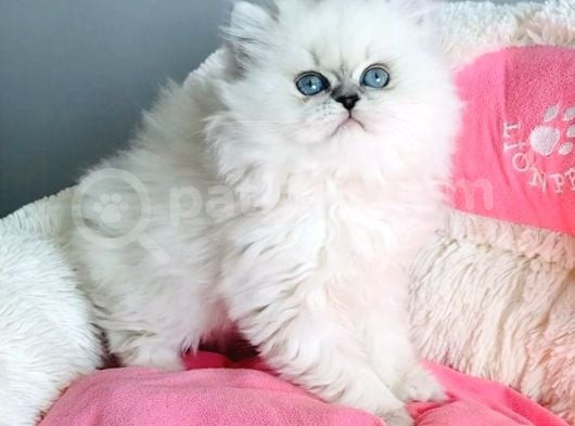 Maviş Point British Longhair Bebeklerim